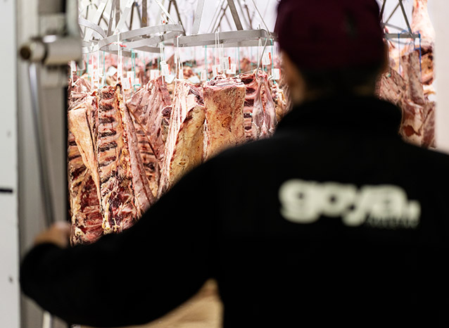 Cámara de maduración en seco para lomos de vaca enteros.